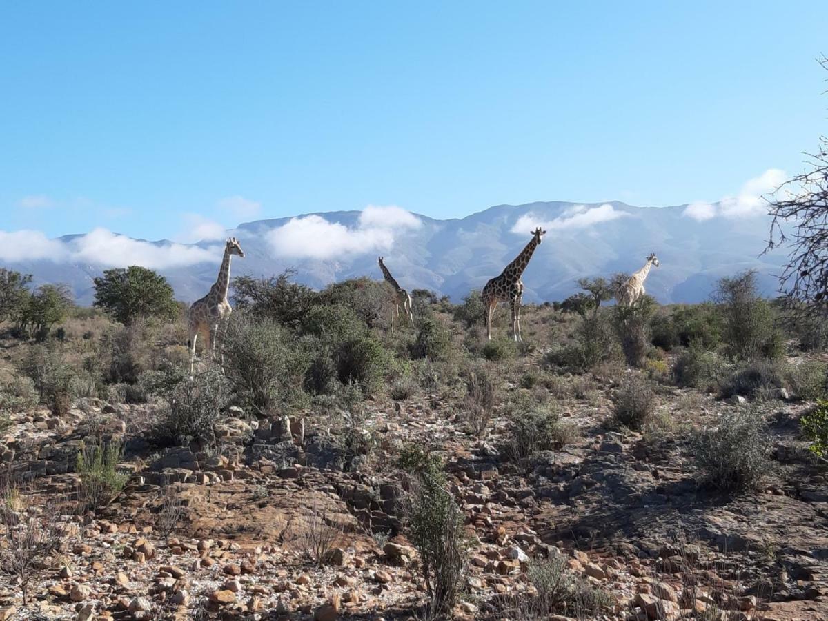 Wolverfontein Karoo Cottages Ладисмит Екстериор снимка